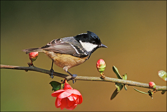 Coal Tit breeding