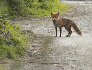 Red Fox