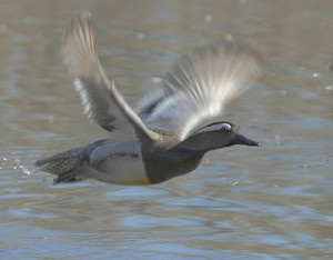 Garganey