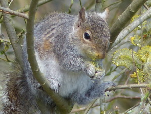 Grey Squirrel