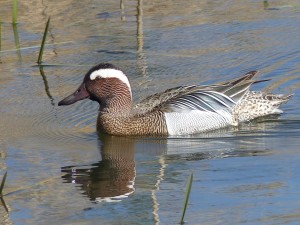 Garganey, Longham Lakes, 11/4/15 (Trevor Wilkinson)