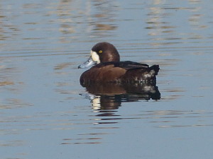 Scaup, female