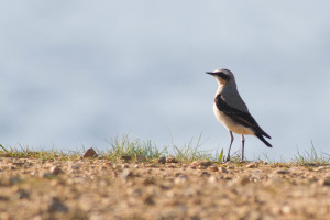 Wheatear, Longham Lakes, 14/4/15 (Darran Jones)