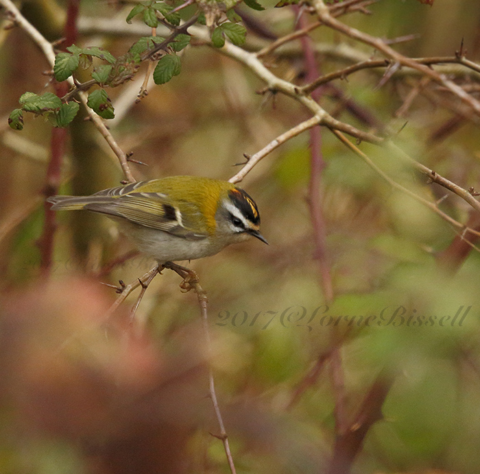 Firecrest