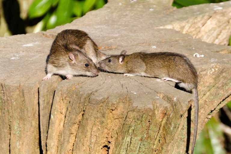 Brown Rat (rattus Norvegicus) - Www.birdwords.co.uk