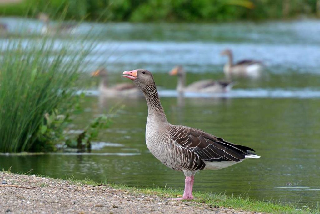 Greylag Goose (Anser anser) - www.birdwords.co.uk