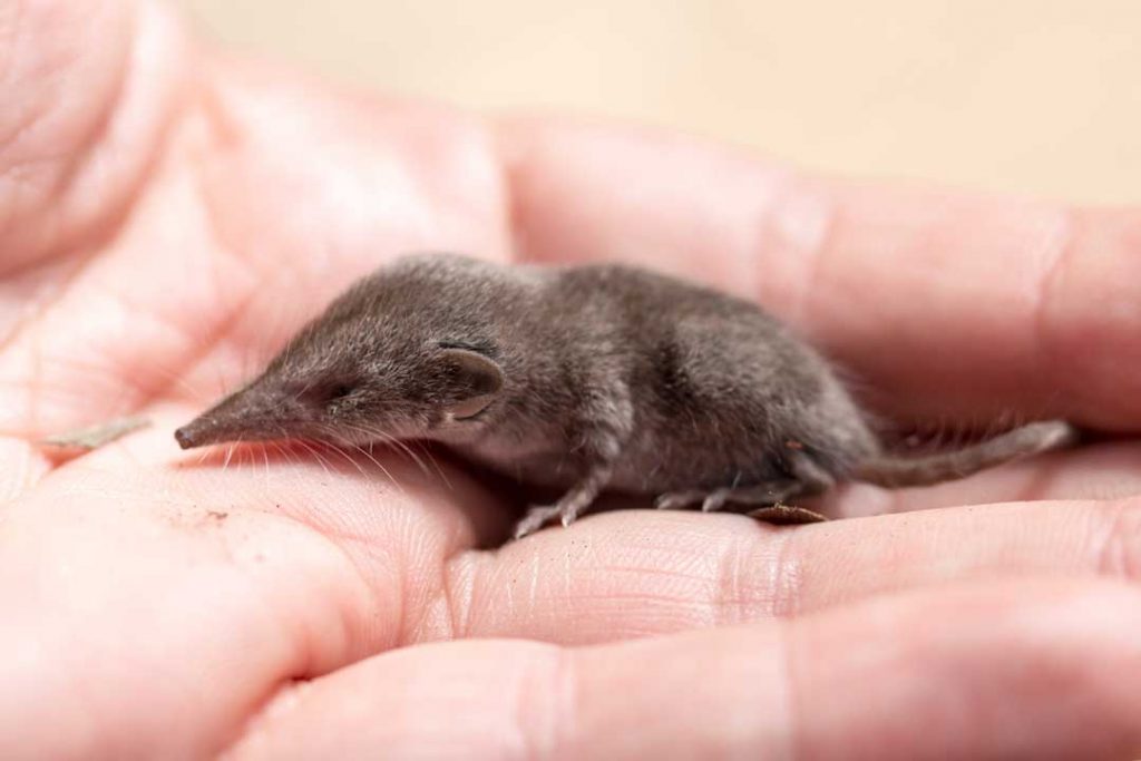 pygmy-shrew-www-birdwords-co-uk