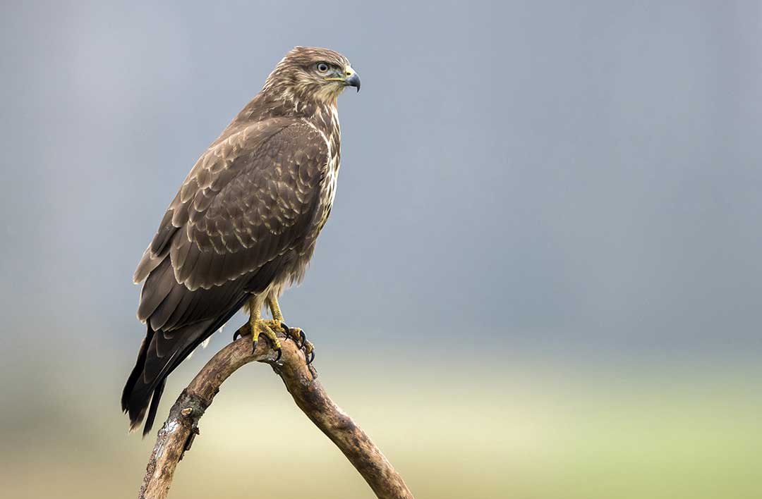 common-buzzard-www-birdwords-co-uk