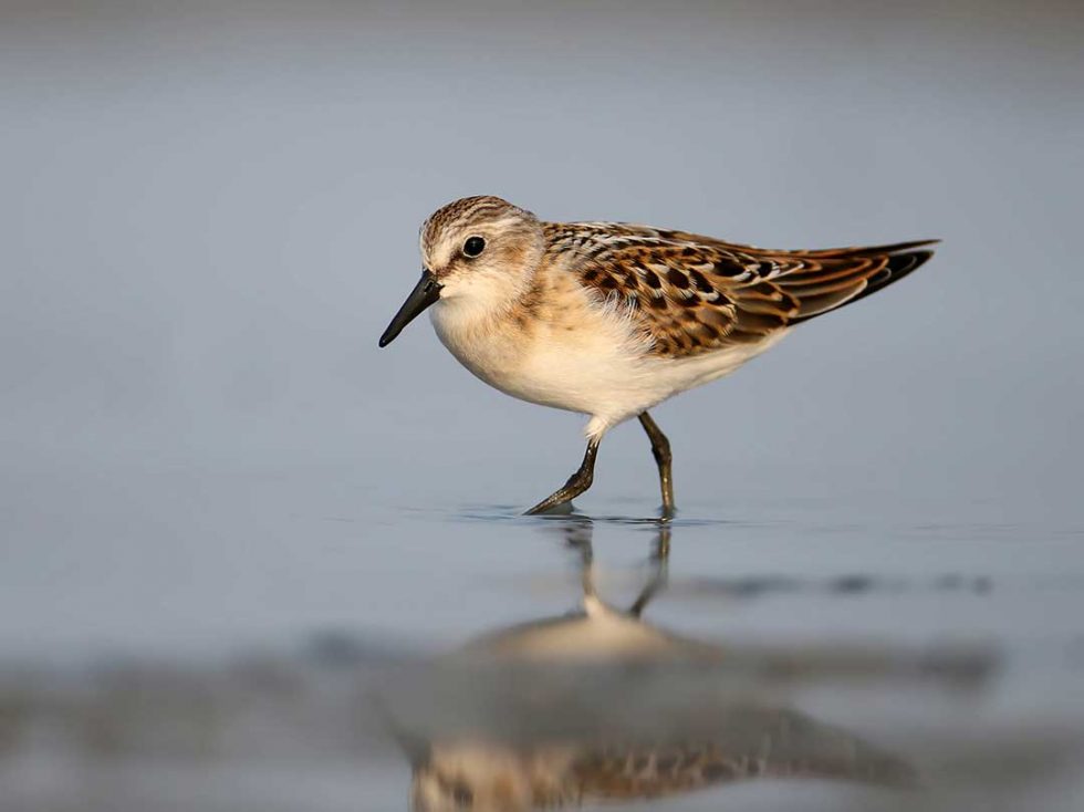 Little Stint (Calidris minuta) - www.birdwords.co.uk