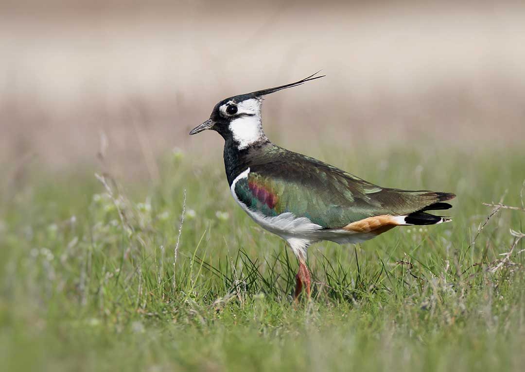 Northern Lapwing (Vanellus vanellus) - www.birdwords.co.uk