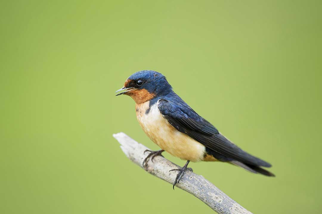 Barn Swallow (Hirundo rustica) - www.birdwords.co.uk