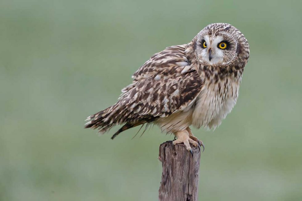 Short-eared Owl (Asio flammeus) - www.birdwords.co.uk