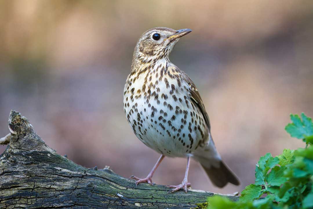 Song Thrush (Turdus philomelos) - www.birdwords.co.uk